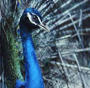 Graphic Design northamptonshire