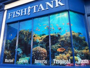 Fish Tank – Window Graphics Rugby